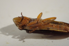 Homalodisca insolita