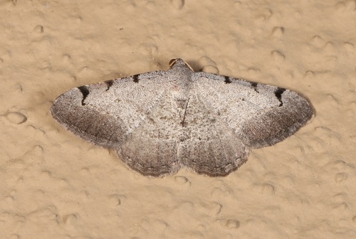 Digrammia triviata photo 4