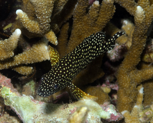 Witstreep-tandbaars (Epinephelus ongus) — Serranidae
