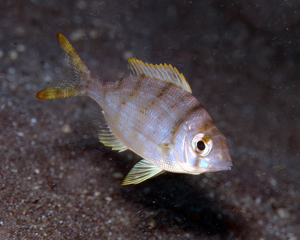 Grey large-eye bream (Gymnocranius griseus) — Lethrinidae