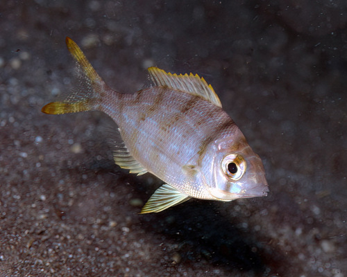 Grey large-eye bream (Gymnocranius griseus) — Lethrinidae