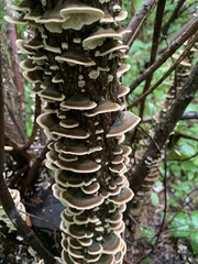 Trametes versicolor image