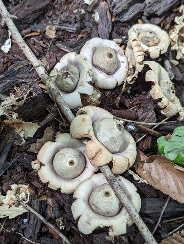 Geastrum