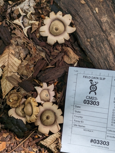 Geastrum (Photo 2 of 2)