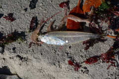 Guiana Longfin Herring photo 1