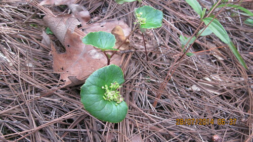 Image of Micropleura renifolia by (c) Ulises Pinedo, some rights reserved (CC BY)