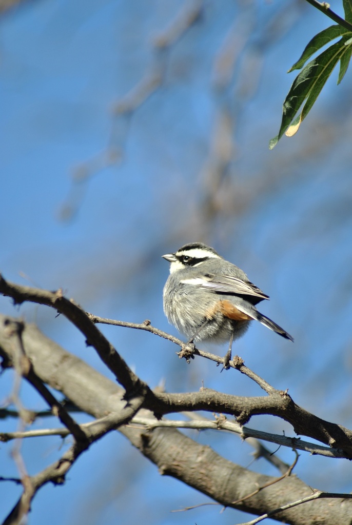Ringed Warbling-finch