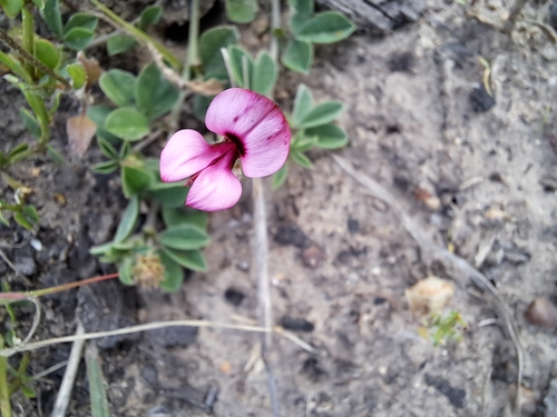 Image of Indigofera incana by (c) Noeleen du Toit, some rights reserved (CC BY-SA)