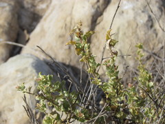 Atriplex atacamensis