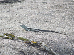 Microlophus quadrivittatus