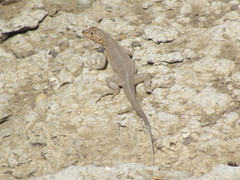 Microlophus theresioides