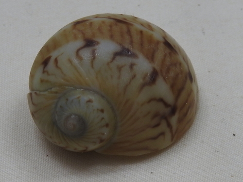 Naticarius canrena
