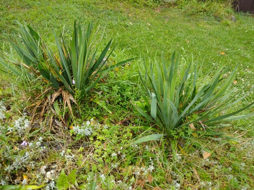 juka vláknitá (Yucca filamentosa)