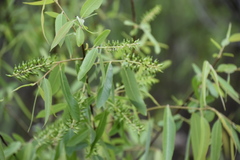 Salix caroliniana