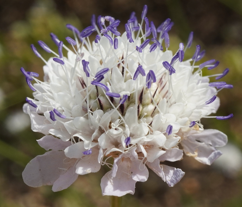 Cephalaria transsylvanica