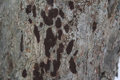 Hypoxylon rubiginosum