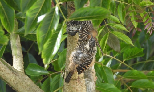 Band-backed Wren (Campylorhynchus zonatus), photo 10
