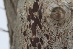 Hypoxylon rubiginosum