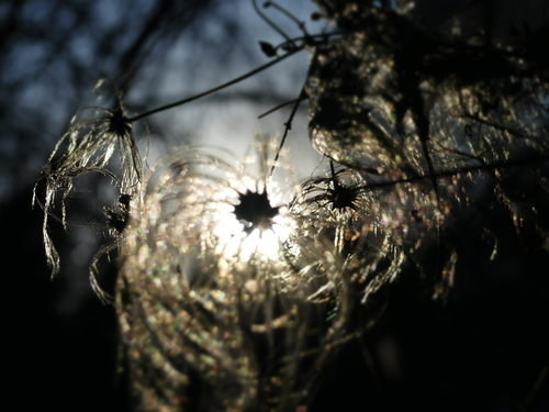 Image of Clematis orientalis by (c) Anastasiia Samokhvalova, some rights reserved (CC BY)