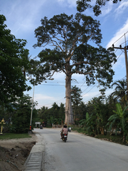 Dipterocarpus alatus