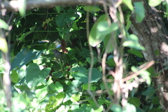 Pheugopedius maculipectus