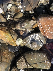 Oligocottus maculosus