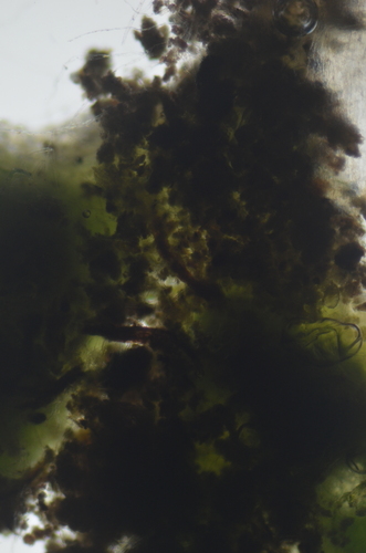 Image of Riccia glauca by no rights reserved