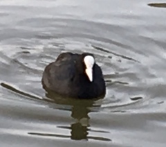 Fulica atra