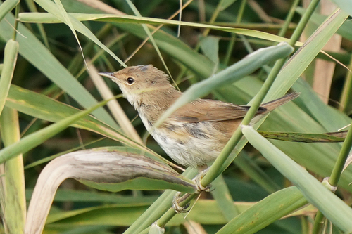 Carricero común (Acrocephalus scirpaceus)
