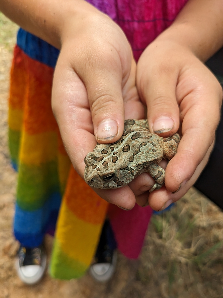 Fowler's Rocks Fowler's Toad from Rock Hall, MD 21661, USA on August 11, 2023 at 02:33 ...