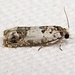 Eucosma ornatula - Photo (c) Bob Patterson at Moth Photographers Group, μερικά δικαιώματα διατηρούνται (CC BY-NC-SA)