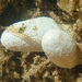 Australian Droplet Tunicate - Photo (c) Julie Vause, some rights reserved (CC BY-NC), uploaded by Julie Vause