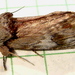 Red-washed Prominent - Photo (c) Dick, some rights reserved (CC BY-NC-SA)