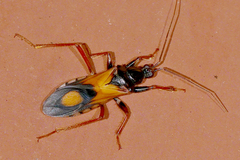 Rasahus biguttatus