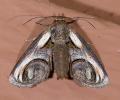 Paectes oculatrix