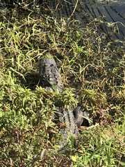 Alligator mississippiensis