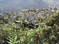 Alligator mississippiensis