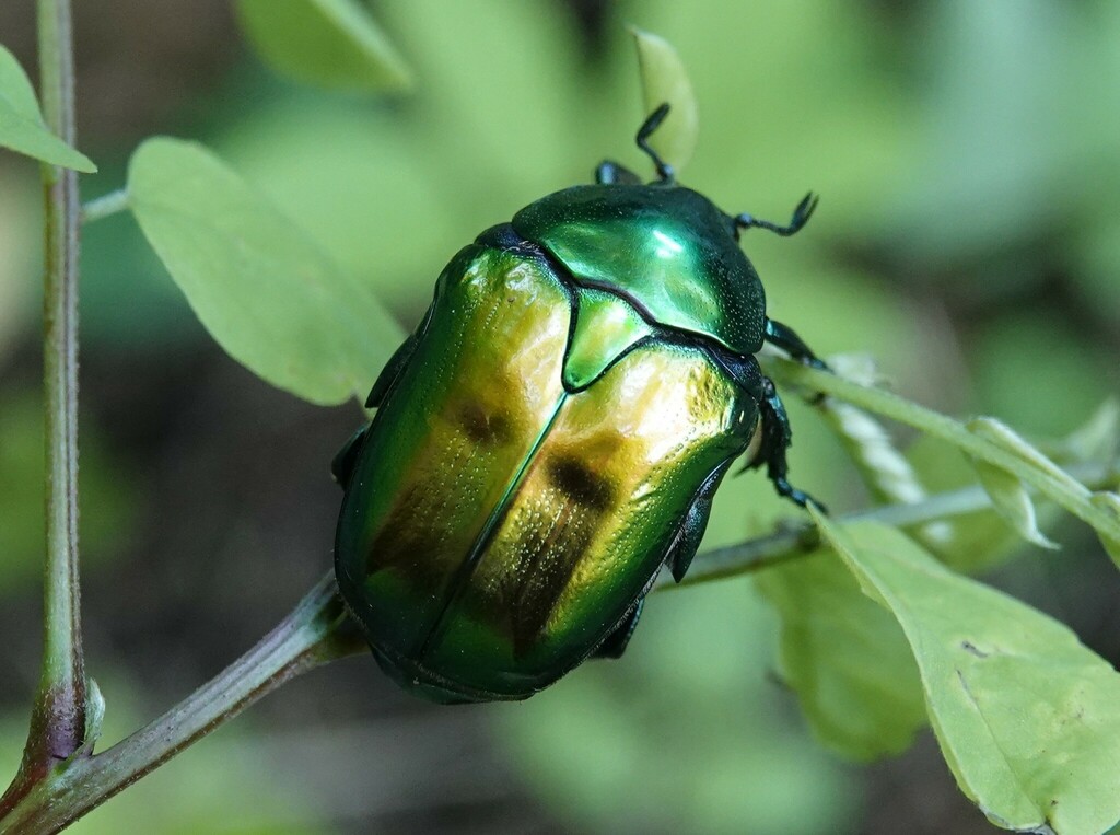 Protaetia affinis from 34520 Saint-Maurice-Navacelles, Francie on July ...