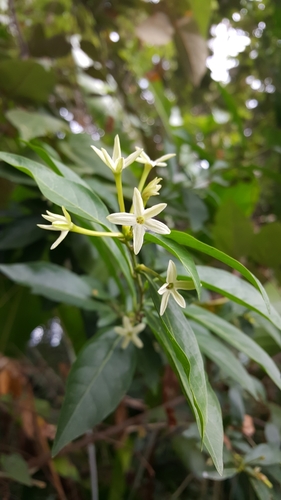 Night jessamine (Cestrum nocturnum)