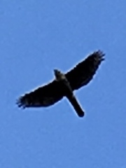 Accipiter nisus