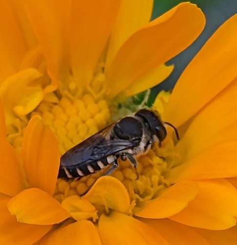 Apical leafcutter bee