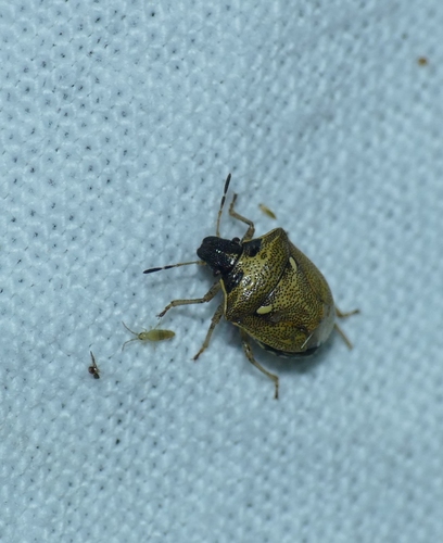 Eysarcoris aeneus