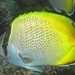 Gunther's Butterflyfish - Photo (c) Andrew J. Green / Reef Life Survey, some rights reserved (CC BY)
