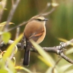 Ochthoeca fumicolor