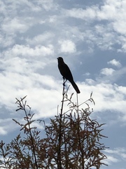 Quiscalus major westoni