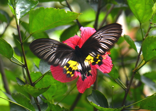 Van de Poll’s Birdwing