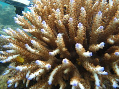 Acropora divaricata