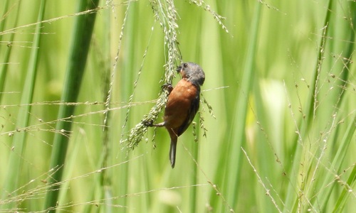 Ruddy-breasted Seedeater (Sporophila minuta), photo 5
