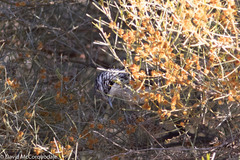 Plectorhyncha lanceolata