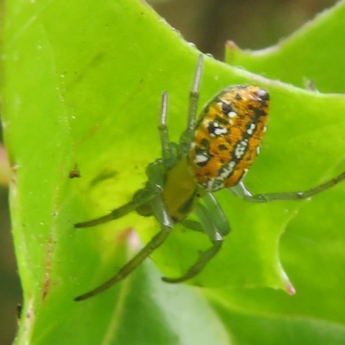 Alpaida variabilis · NaturaLista.co